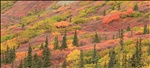 Fall foliage on the Denali Highway